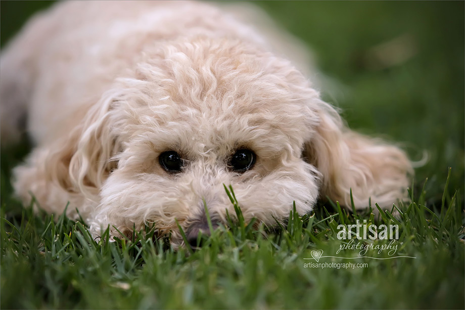 white puppy puddle face close up